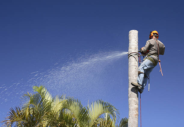 Best Hazardous Tree Removal  in Williamstown, WV