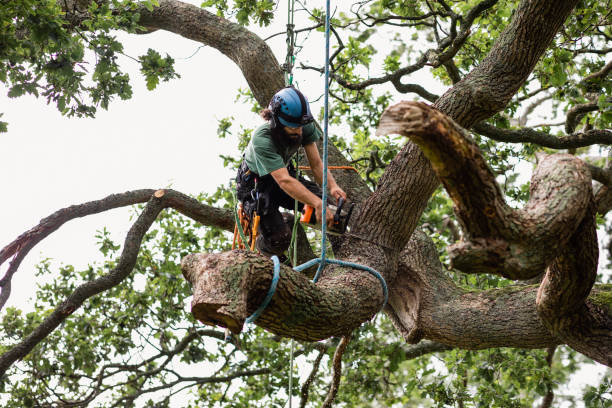 Reliable Williamstown, WV Tree Care Solutions