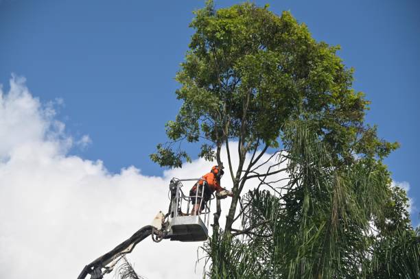 Tree and Shrub Care in Williamstown, WV