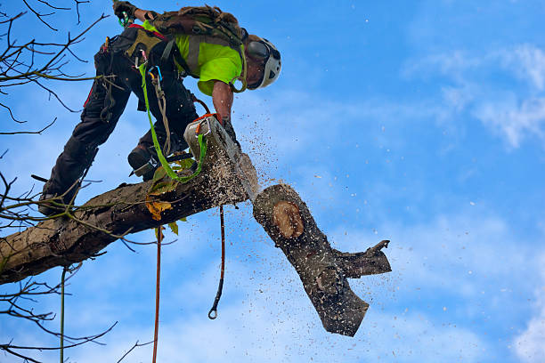 How Our Tree Care Process Works  in  Williamstown, WV